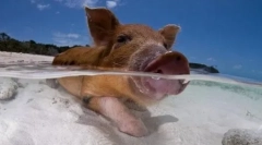 Top-10: érdekes tények a sertésekről